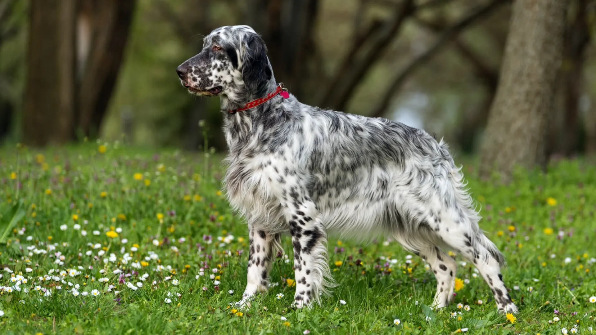 English Setter
